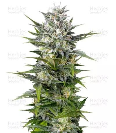 Pineapple Skunk by Humboldt Seed Organization, Photoperiod cannabis strain