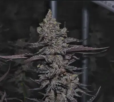 Pineapple Tart by Weeds The People cannabis strain