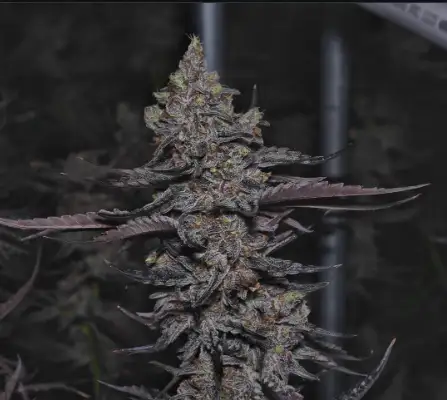 Pineapple Tart by Weeds The People cannabis strain