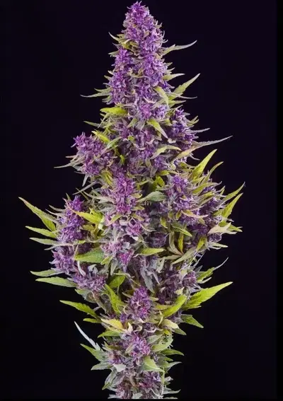 Pink Jesus by Sonoma Hills Farm cannabis strain