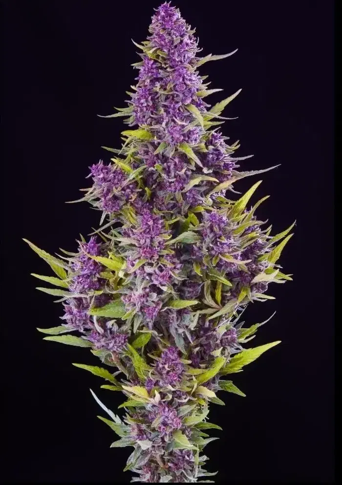 Pink Jesus by Sonoma Hills Farm cannabis strain