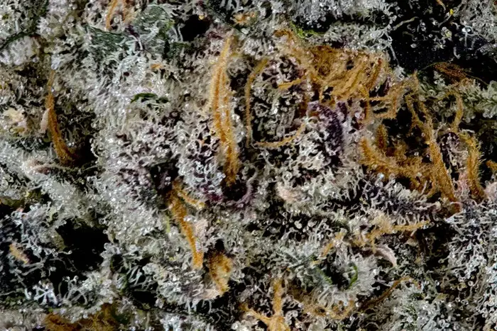 Pink Lobster by Maine Trees cannabis strain