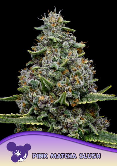 Pink Matcha Slush by Anesia Seeds, Photoperiod cannabis strain