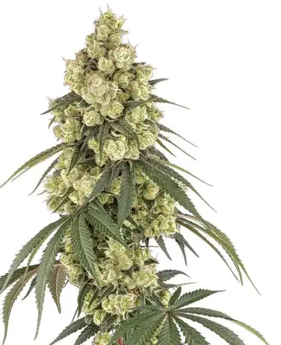 Pink Pineapple by Serge Cannabis cannabis strain