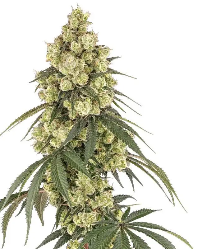 Pink Pineapple by Serge Cannabis cannabis strain
