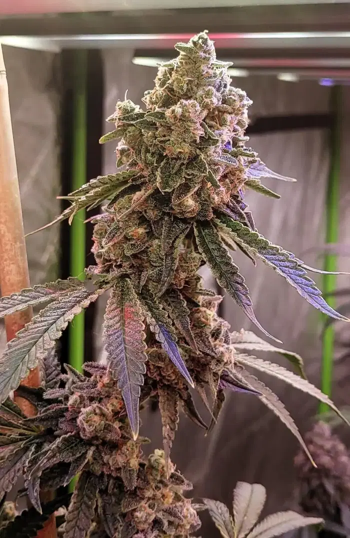 Pink Truffles by Trichome Orchards cannabis strain