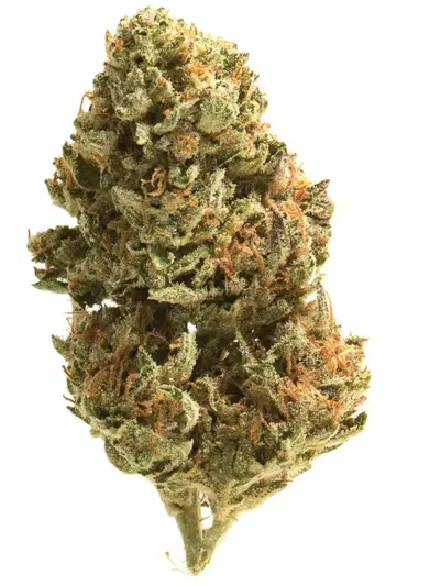 Pinkys Advice Regular by Pollen Nation Elite Genetics cannabis strain