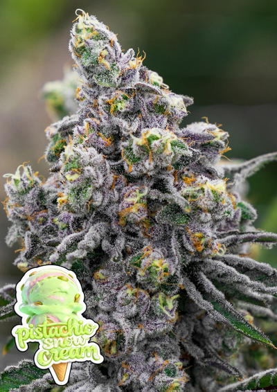 Pistachio Snow Cream by Anesia Seeds, Photoperiod cannabis strain