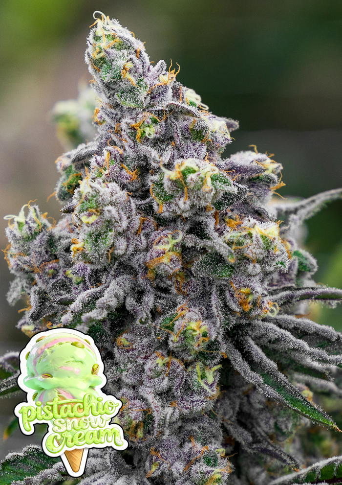 Pistachio Snow Cream by Anesia Seeds, Photoperiod cannabis strain