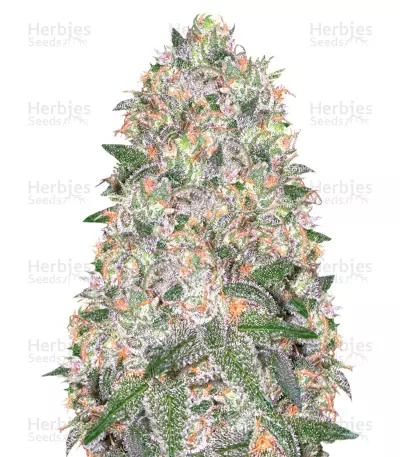 Poison Cookies cannabis strain