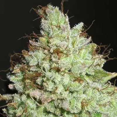 Pornstar Martini by Ultra Genetics cannabis strain