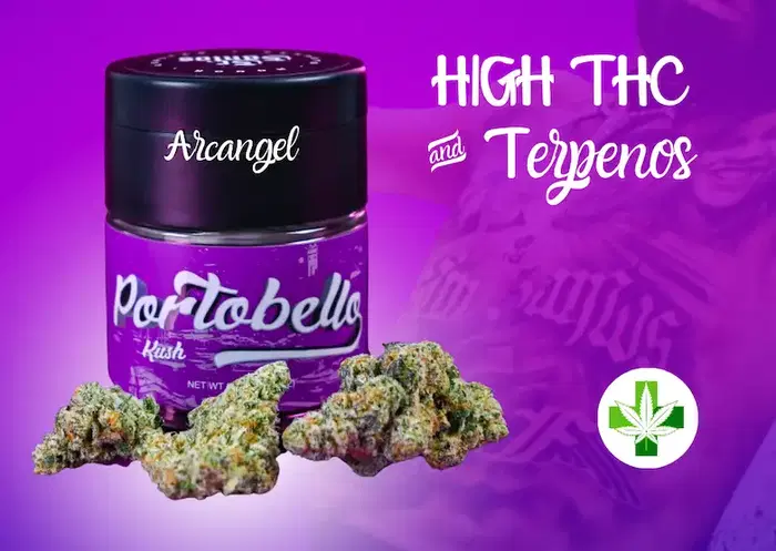 Portobello Kush by Buds Dispensaries cannabis strain