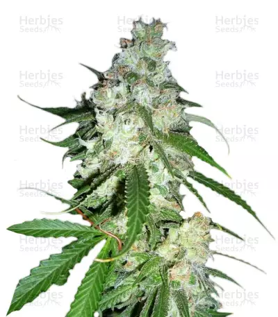 Power Kush by WeedSeedsExpress, Photoperiod cannabis strain