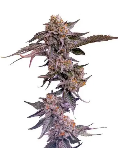 Powershades by Your Highness cannabis strain