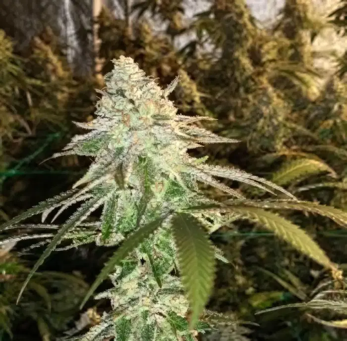 Pre Nup by 1904 Genetics cannabis strain