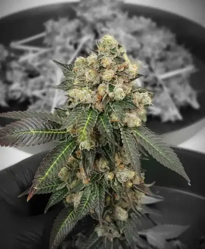 Primus by Sweetwater Farms cannabis strain