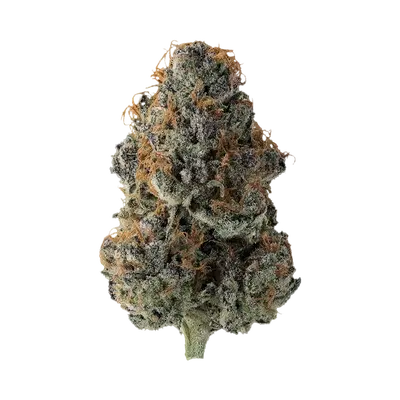 Purp 43 by Klutch Cannabis cannabis strain