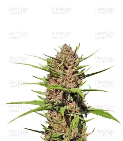 Purple #1 by Dutch Passion, Photoperiod cannabis strain