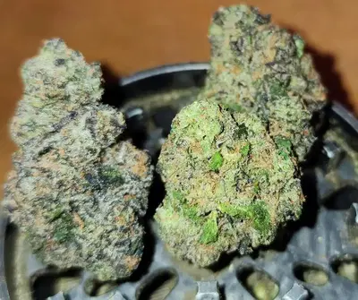 Purple Dinosaur by Blueprint Cannabis cannabis strain