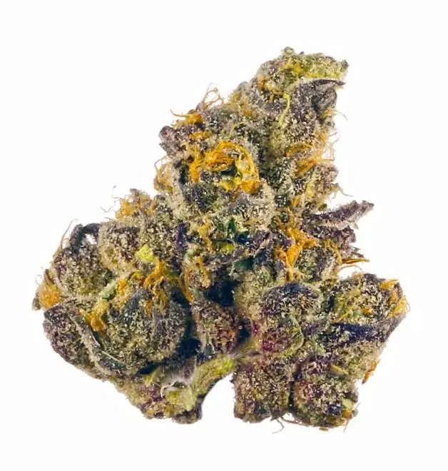 Purple Drank by Kyle Kushman cannabis strain