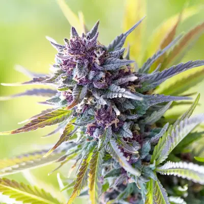 Purple Fluff by Ak Bean Brains cannabis strain