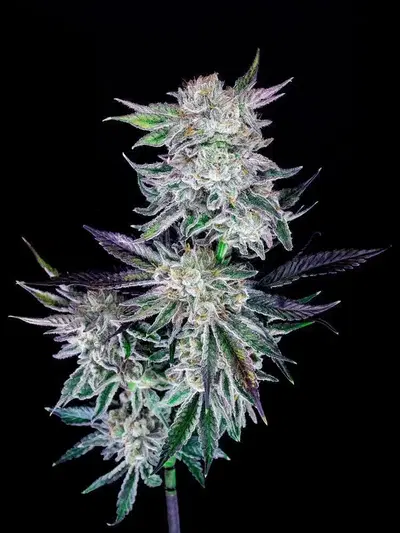 Purple Frost by Resin Snob Genetics cannabis strain