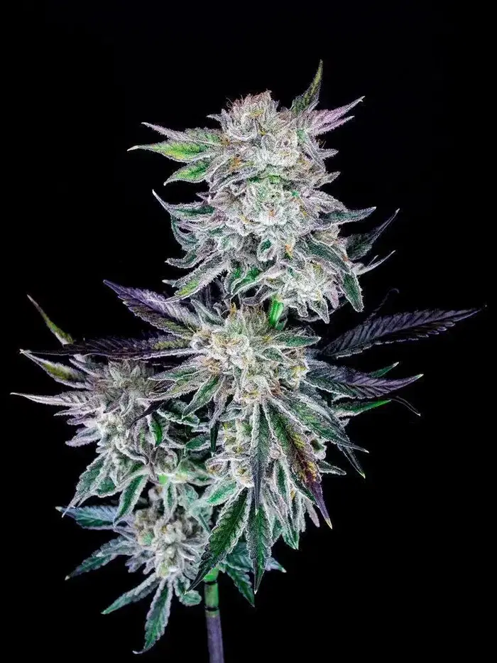 Purple Frost by Resin Snob Genetics cannabis strain