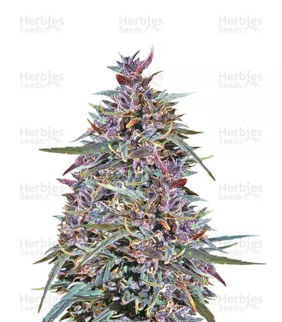 Purple Haze x Malawi by ACE Seeds, Photoperiod cannabis strain