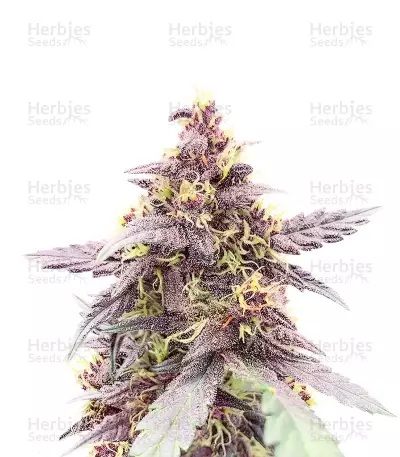 Purple Lemonade Poison by Seedkeepers, Autoflower cannabis strain