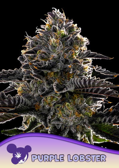 Purple Lobster by Anesia Seeds, Photoperiod cannabis strain