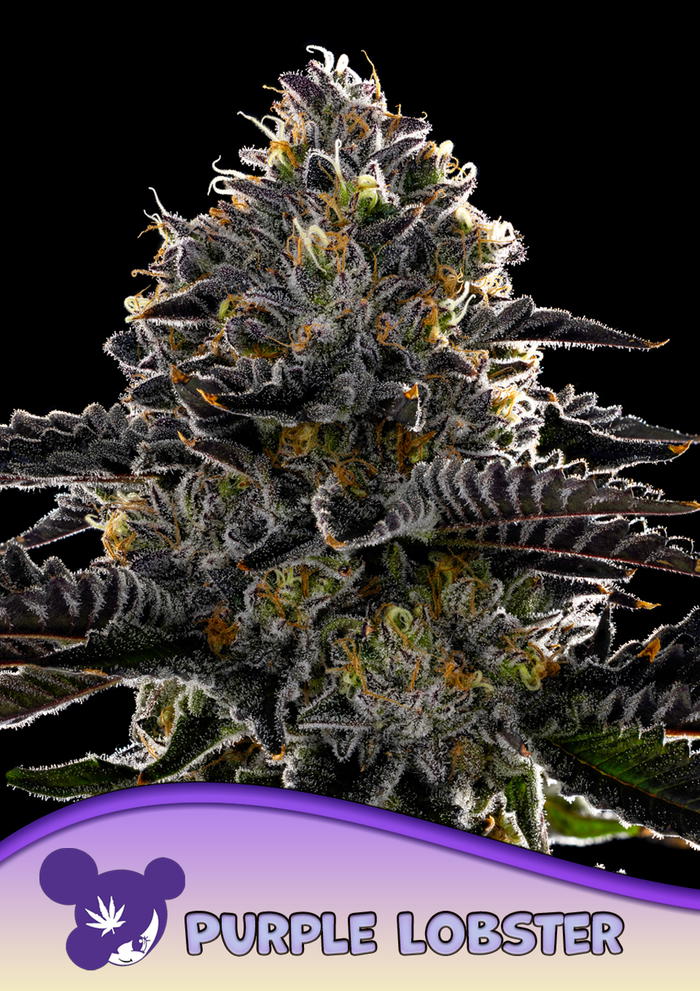 Purple Lobster by Anesia Seeds, Photoperiod cannabis strain