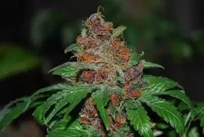 Purple Lotus Regular by Master Thai cannabis strain