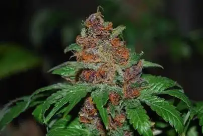 Purple Lotus Regular by Master Thai cannabis strain