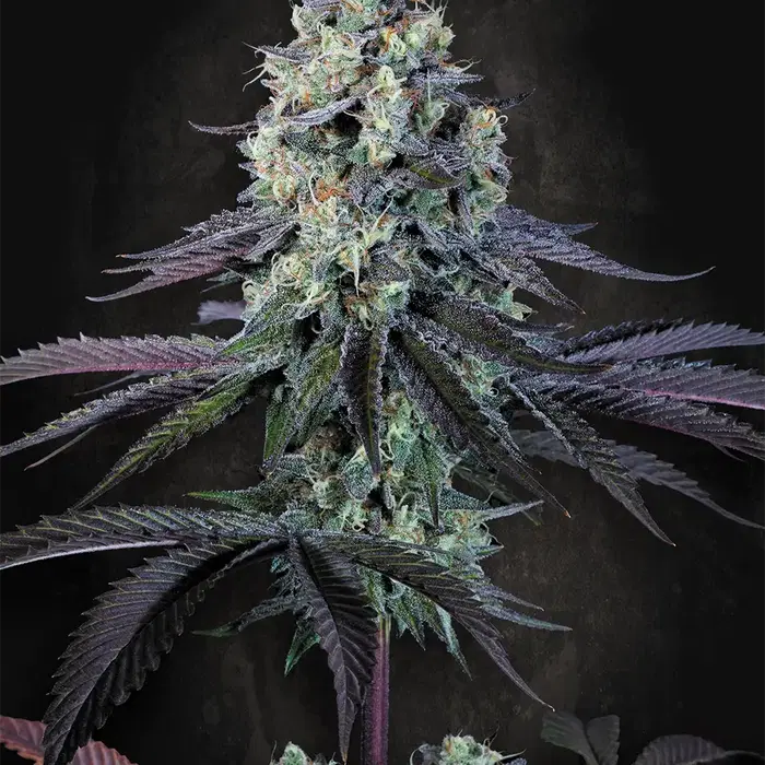 Purple Mints by Paradise Seeds, Photoperiod cannabis strain