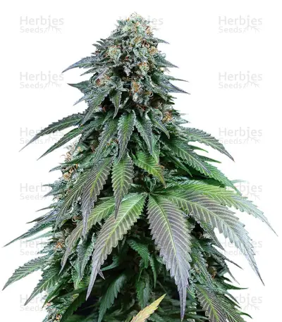 Purple Moby Dick by Dinafem, Photoperiod cannabis strain