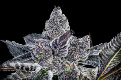Purple Panties by Offensive Selections cannabis strain