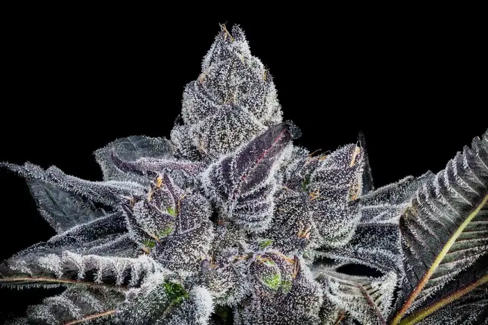 Purple Panties by Offensive Selections cannabis strain