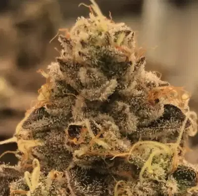 Purple Pinner Regular by Mean Seeds cannabis strain