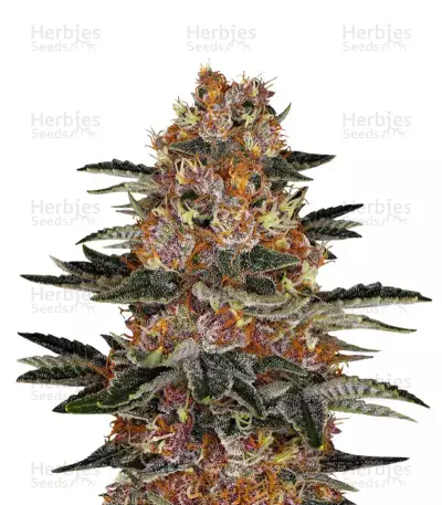 Purple Punch by WeedSeedsExpress, Photoperiod cannabis strain