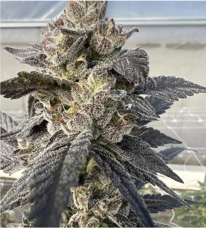 Purple Rocket Pop by Sunkissed Farm cannabis strain
