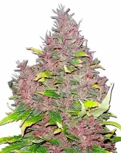 Purple Widow by De Sjamaan cannabis strain