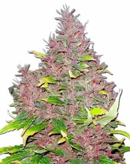 Purple Widow by De Sjamaan cannabis strain