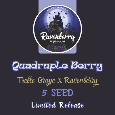 Quadruple Berry by Mephisto Genetics, Autoflower cannabis strain