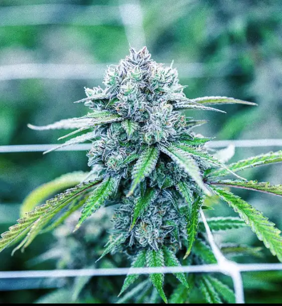 Queso Perro by Cloud Cover Cannabis cannabis strain
