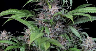 Quick Kush by Dinafem, Photoperiod cannabis strain