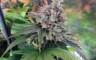 R-4 by Kelly Roller cannabis strain