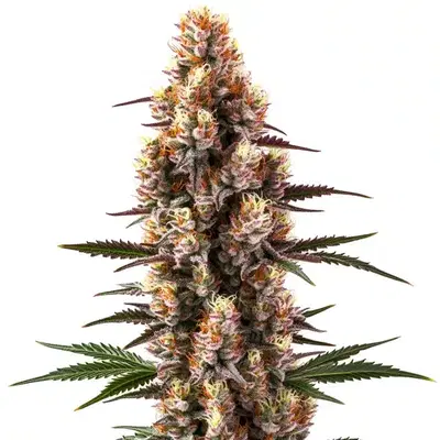Rainbow Kush Auto by Blimburn Seeds, Autoflower cannabis strain