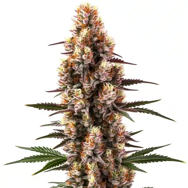 Rainbow Kush Auto by Blimburn Seeds, Autoflower cannabis strain