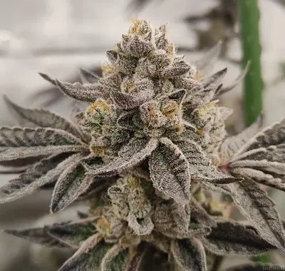 Rainbow Mints by Arctic Genetics cannabis strain