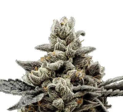 Randy Watson by Sexual Chocolate Factory cannabis strain